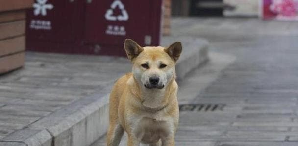 中华田园犬的全面饲养指南（了解中华田园犬，从饲养开始）