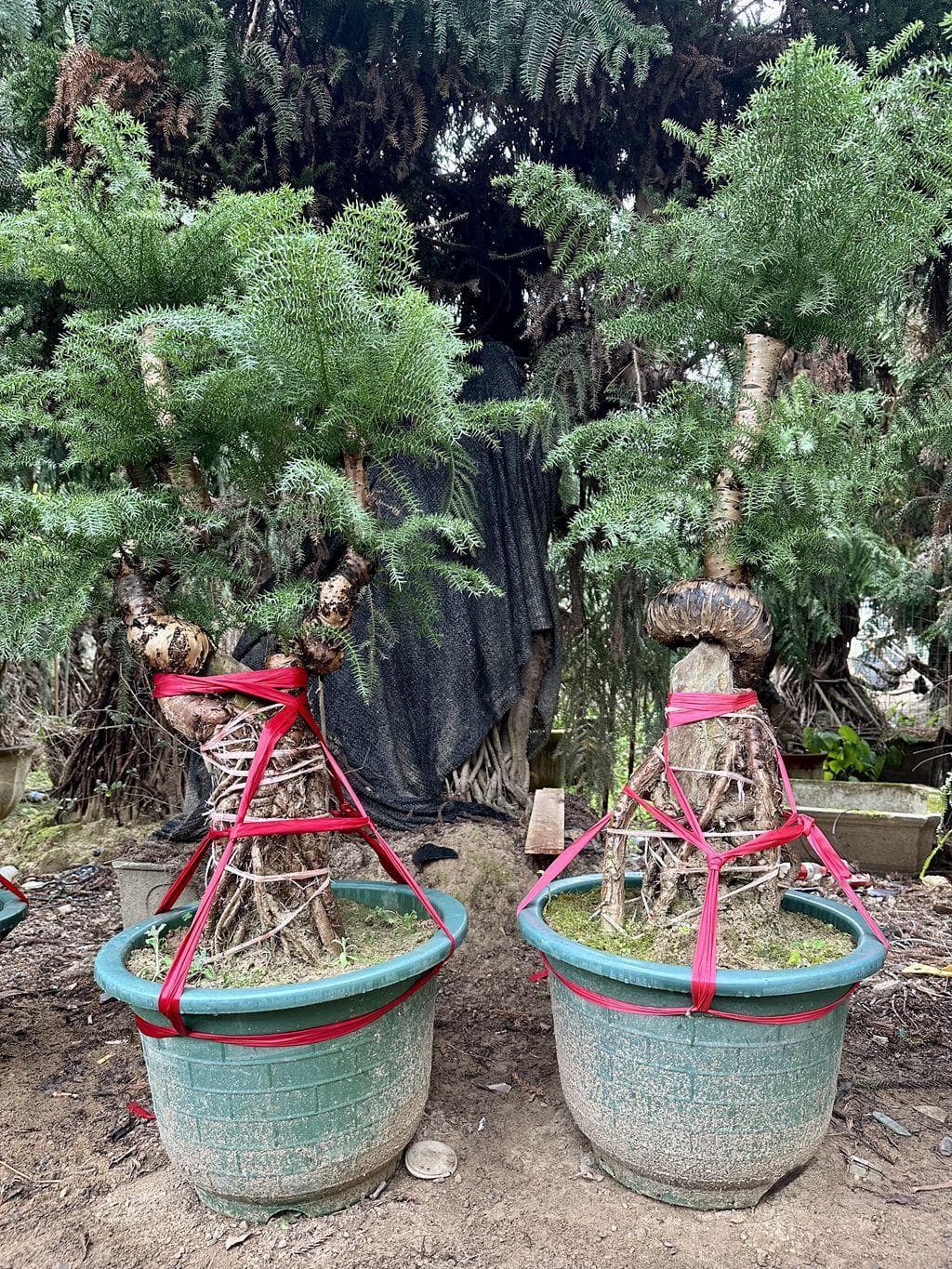 “福州产”澳洲杉盆景观赏绿植畅销各地 培育基地全国最大