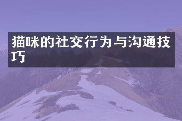猫咪的社交行为与沟通技巧