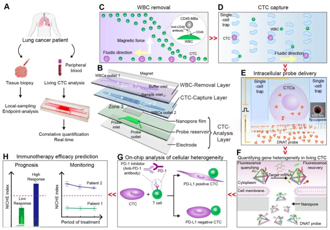 PNAS：北航常凌乾团队开发纳米细胞芯片，精准筛选肺癌免疫治疗获益人群