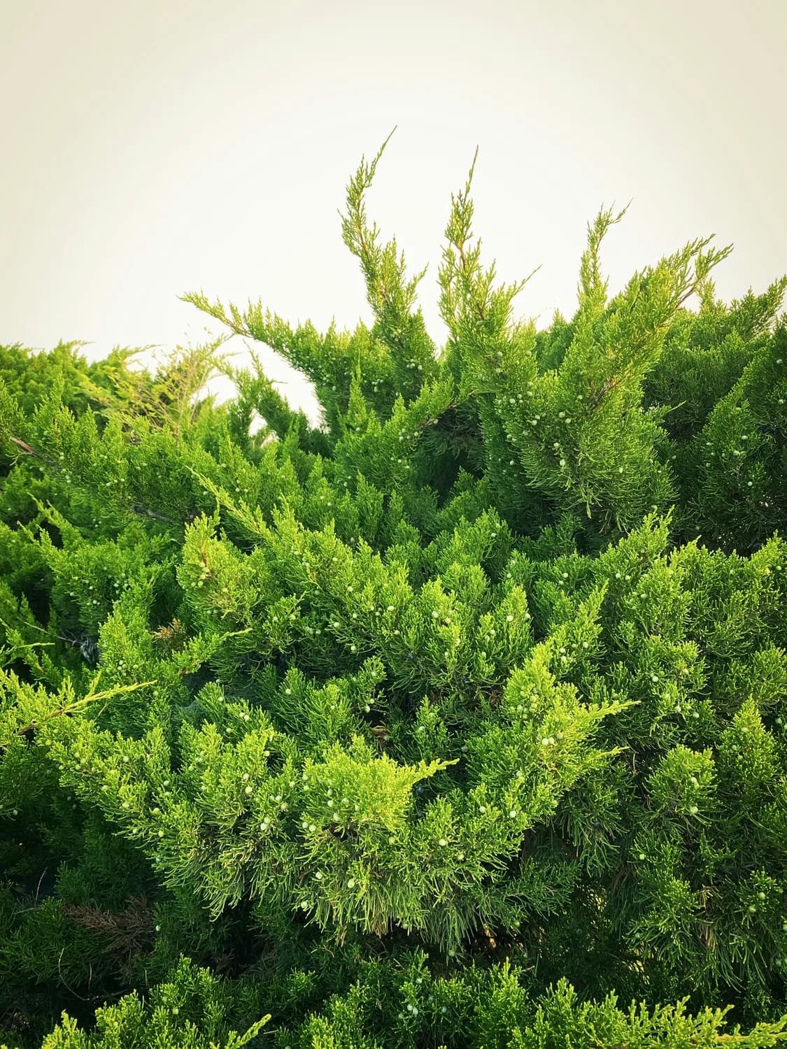 茶树精油护发，让你秀发飘逸