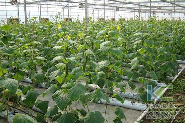 蔬菜生态型无土栽培培养基的选择要点