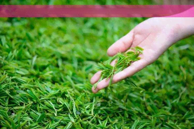 例假期间喝冬瓜茶：适宜还是禁忌？可能的健康影响及替代品推荐