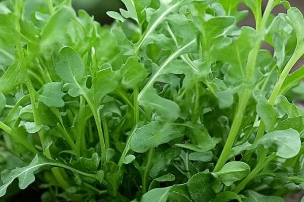 吃荠菜的禁忌