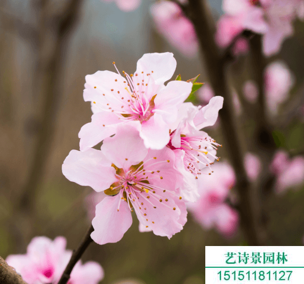桃花几月开花？从开花时间到栽培要点全解析
