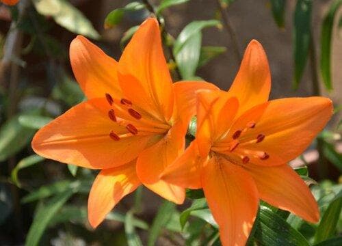 百合花的生长习性特点和生长环境条件