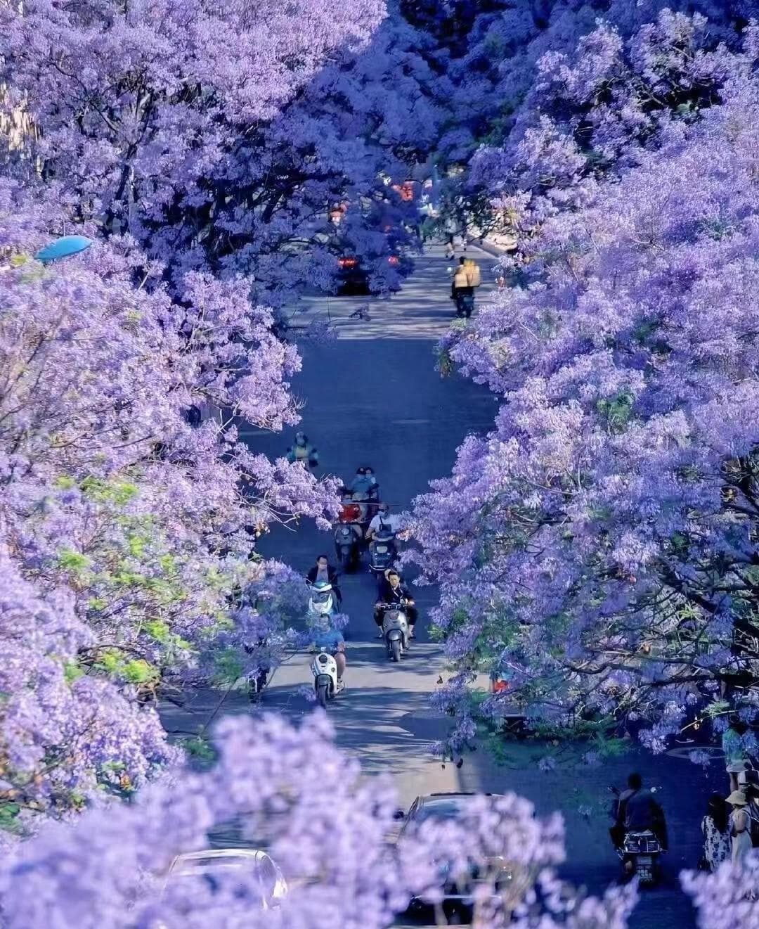草木复苏不负春光，成都3月赏花指南，请查收～