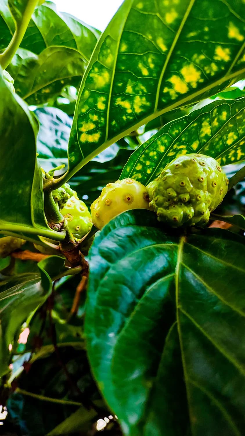 诺丽果普洱茶：你的健康守护神！