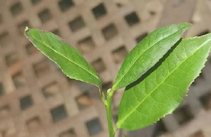 铁观音制作过程：揭秘茶叶发酵工艺