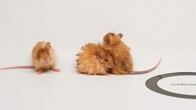 复活灭绝动物要成真？基因编辑培育出长毛猛犸鼠