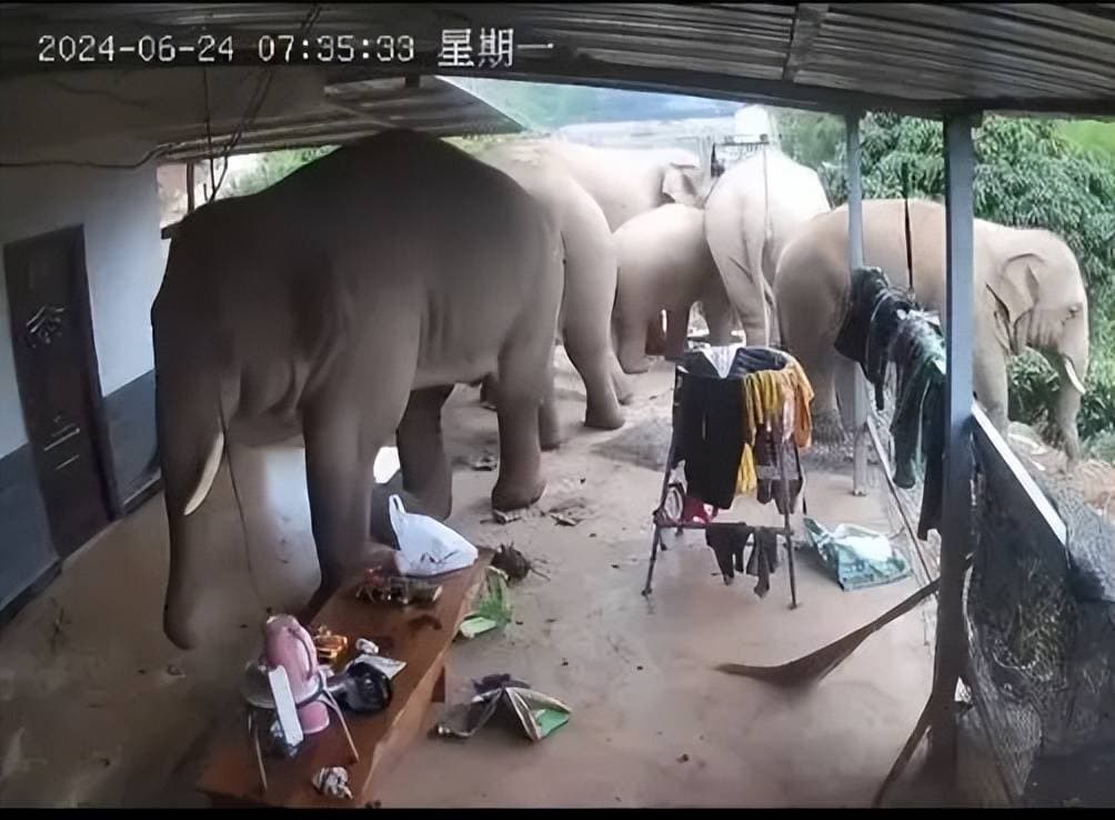 云南普洱象群闯入民宅！野生大象为何会闯入家中？该如何应对？