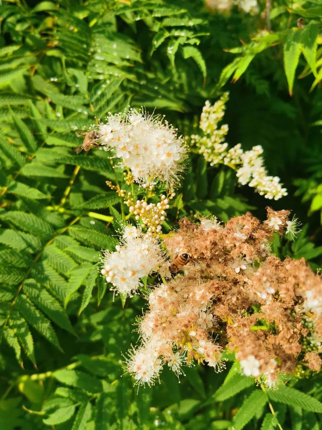 【植物大课堂】一起见识下花形似梅花、洁白如雪的珍珠梅