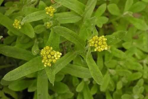 鼠曲草：从传统野菜到地方美食的演变