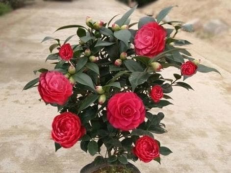 四季茶花的养殖与养护（让茶花在四季绽放，从栽培到养护全攻略）