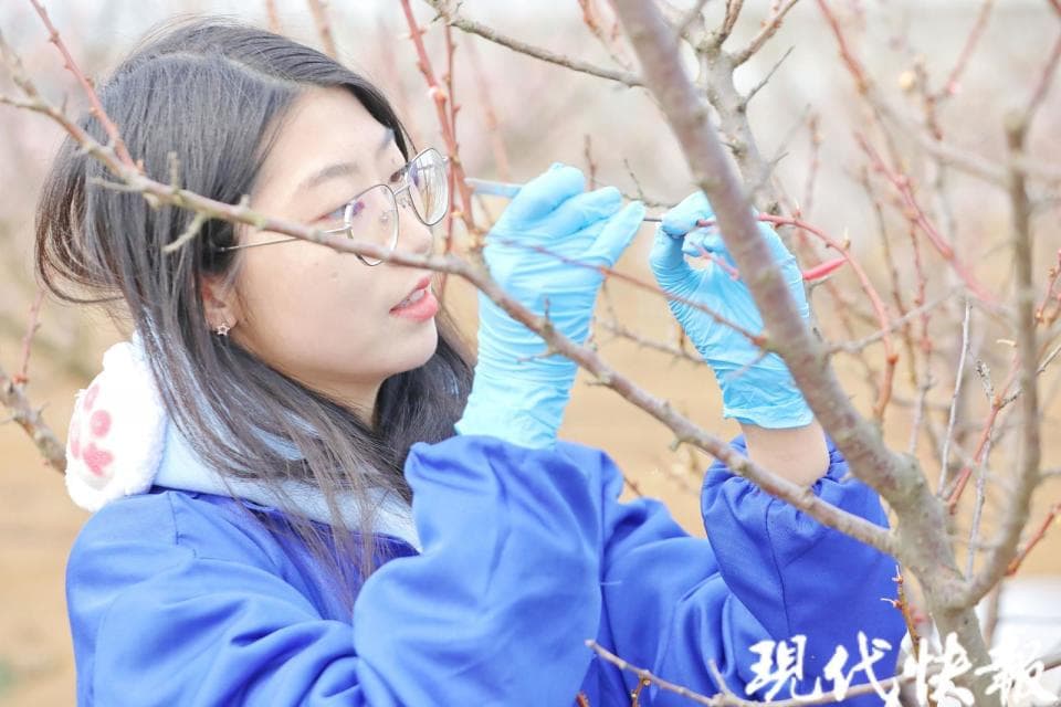 小青梅释放大活力，跟着南农教授体验“梅”好生活