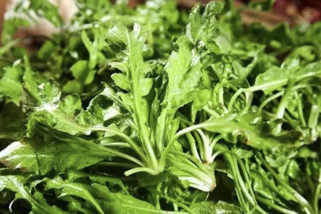春风十里野菜香，不知不识莫乱吃！