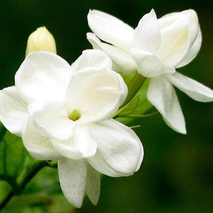茉莉花的花语：纯洁、爱情与友谊的多重象征