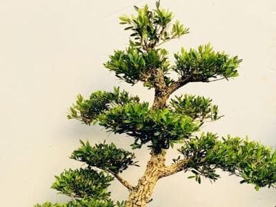 如何家养小叶赤楠（小叶赤楠的养殖方法讲解）