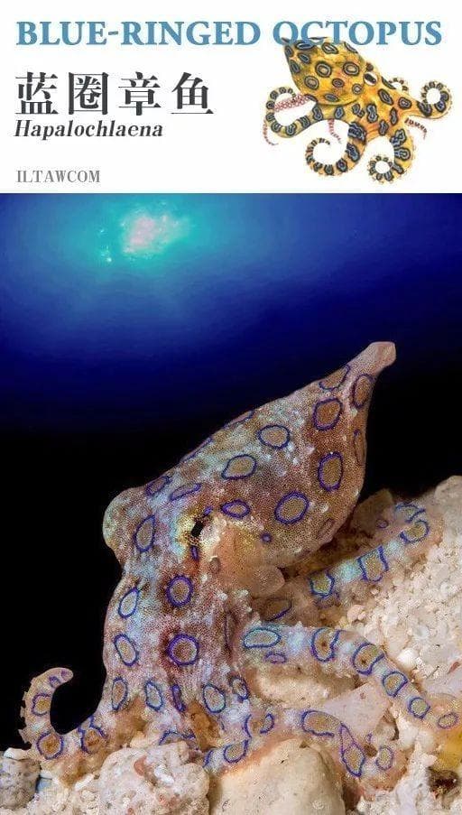 世界上毒性最强的动物之一蓝圈章鱼
