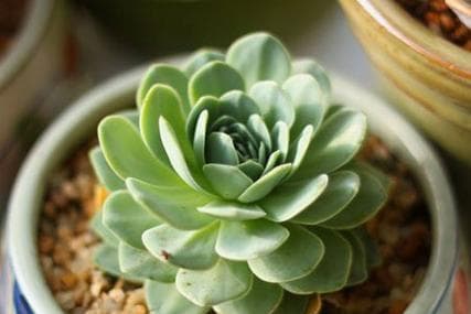 多肉花语：探寻多肉植物的意义与象征