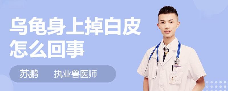 乌龟身上掉白皮的四种原因及处理方法