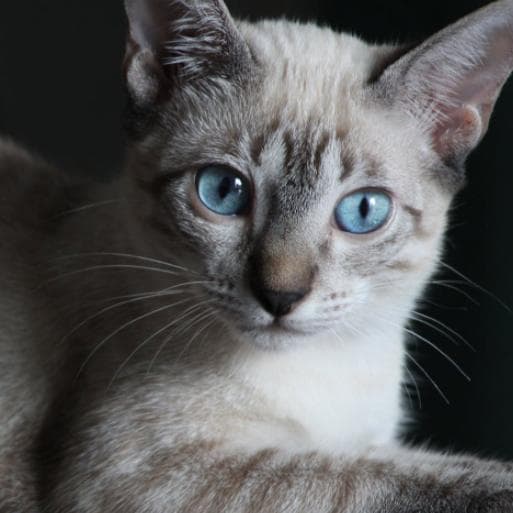 铲屎官都想知道猫主子是否喜欢自己，猫主子喜欢宠主有哪些表现呢
