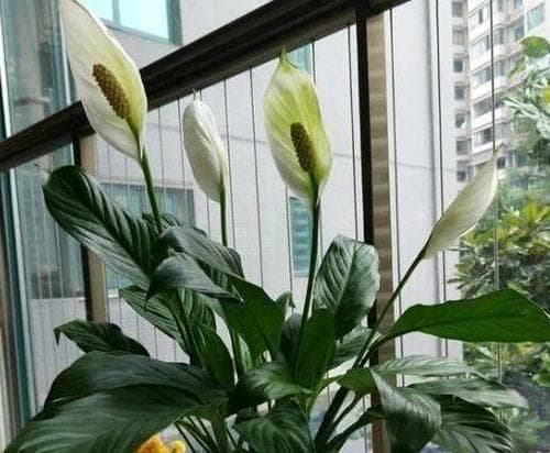 白掌花可以净化空气吗？白掌花有吸甲醛的作用吗？