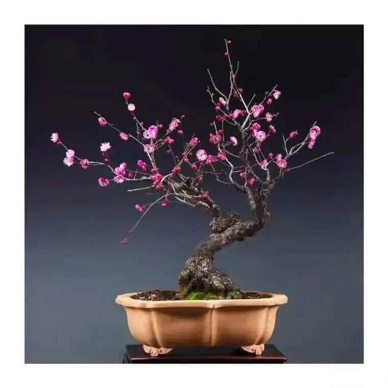 梅花盆景的催花措施和养护要点