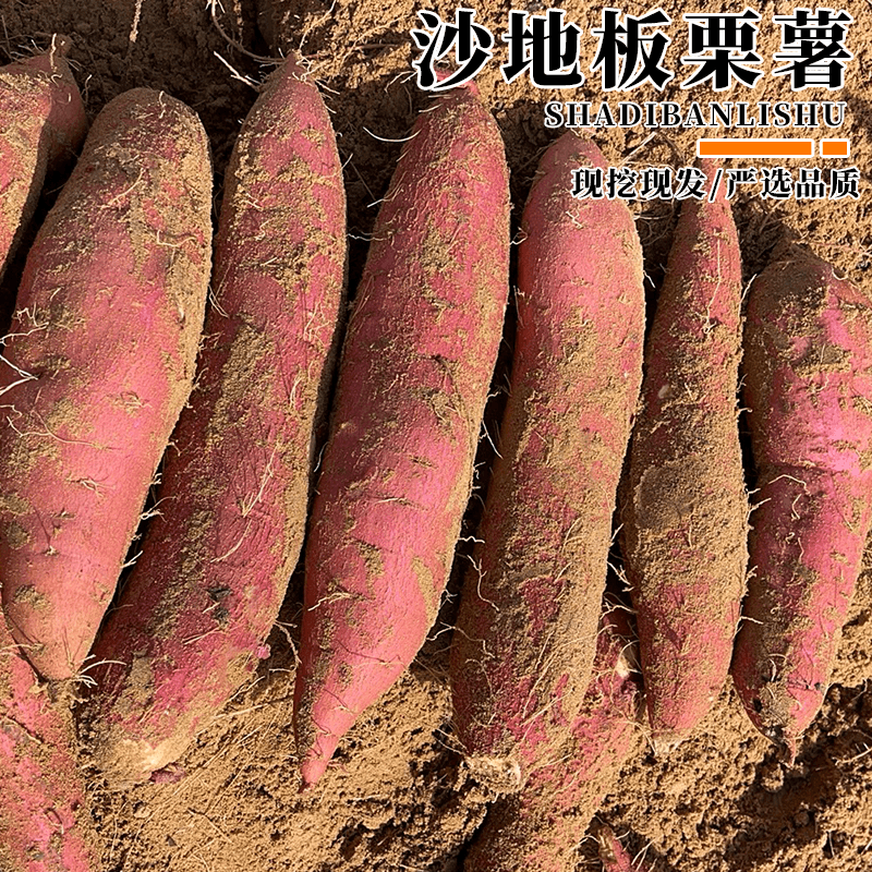 渭南美食：隐藏在古都之外的味蕾盛宴