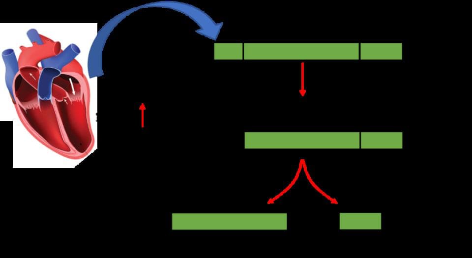 BNP 与 NT-proBNP 的 8 大区别，一文扫清知识盲区