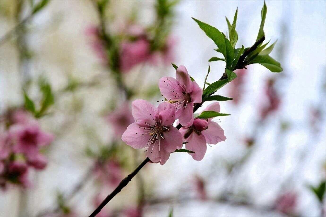 六首经典的桃花古诗，带您品味春日好时光