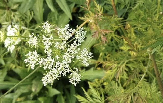 从播种到采收：蛇床子种植管理技术详解