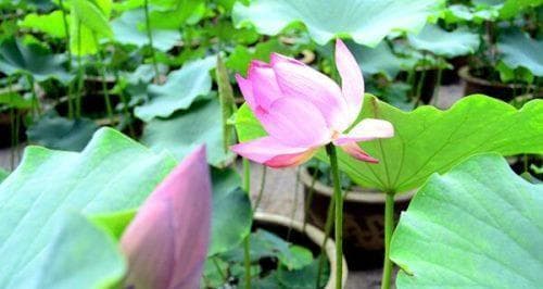 荷花开花时间及特点（探寻荷花开花规律）