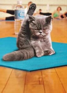 盘点猫咪宠物界的经典形象