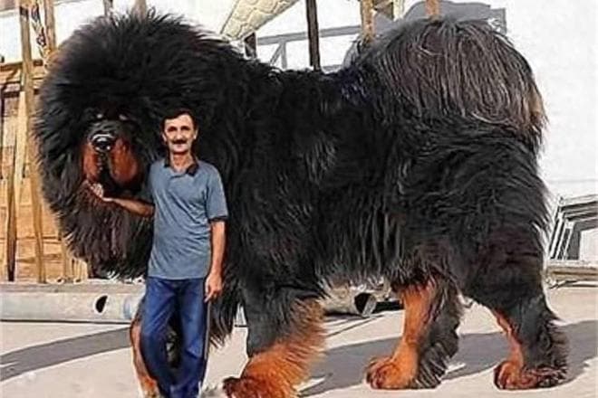世界上最大的10只狗，藏獒排不进前3，第1名被誉为犬中皇帝