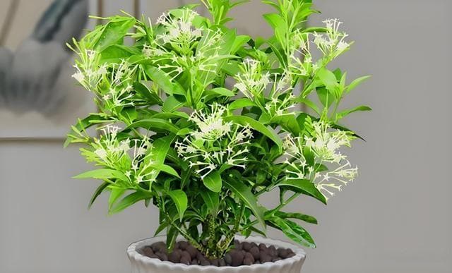 驱蚊植物排行榜的前十名是哪些？