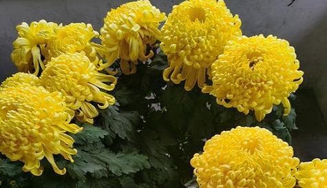 菊花：中华文化中坚韧与高雅的完美结合
