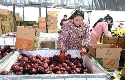 从一箱苹果看西部农产品电商的飞跃——第1500亿件快递透视