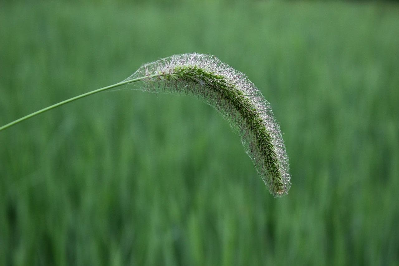 狗尾巴草的花语和寓意