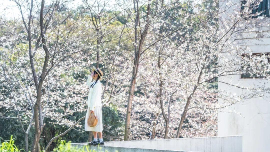 这条稿子，摄影师写的，教你们拍樱花