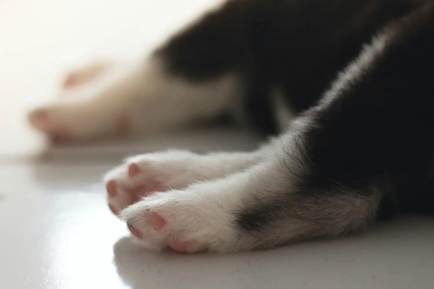 猫咪啃咬脚指甲？别急，这里有妙招！