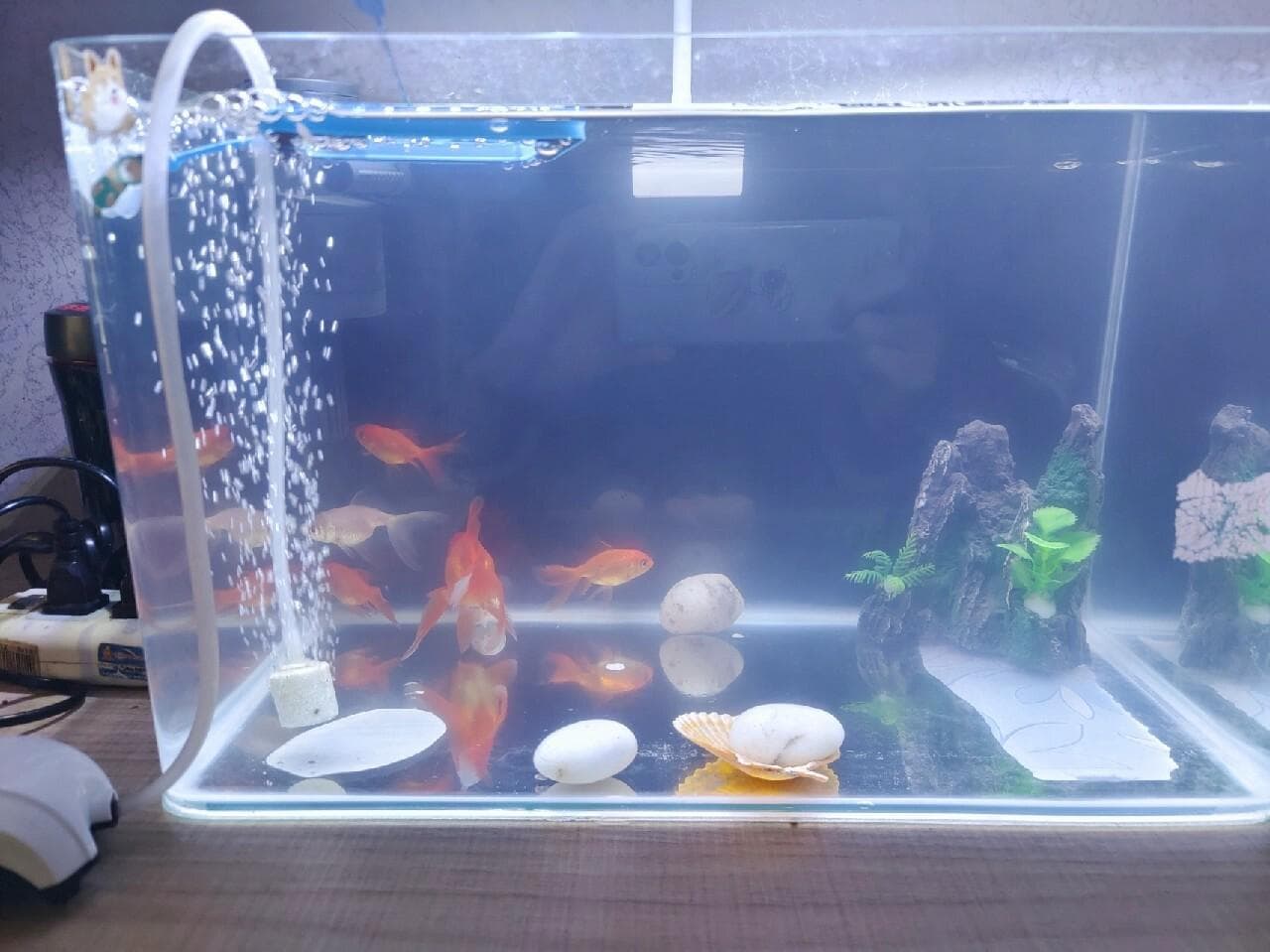 如何改善鱼缸水混浊发白？详细解析生物性浑浊