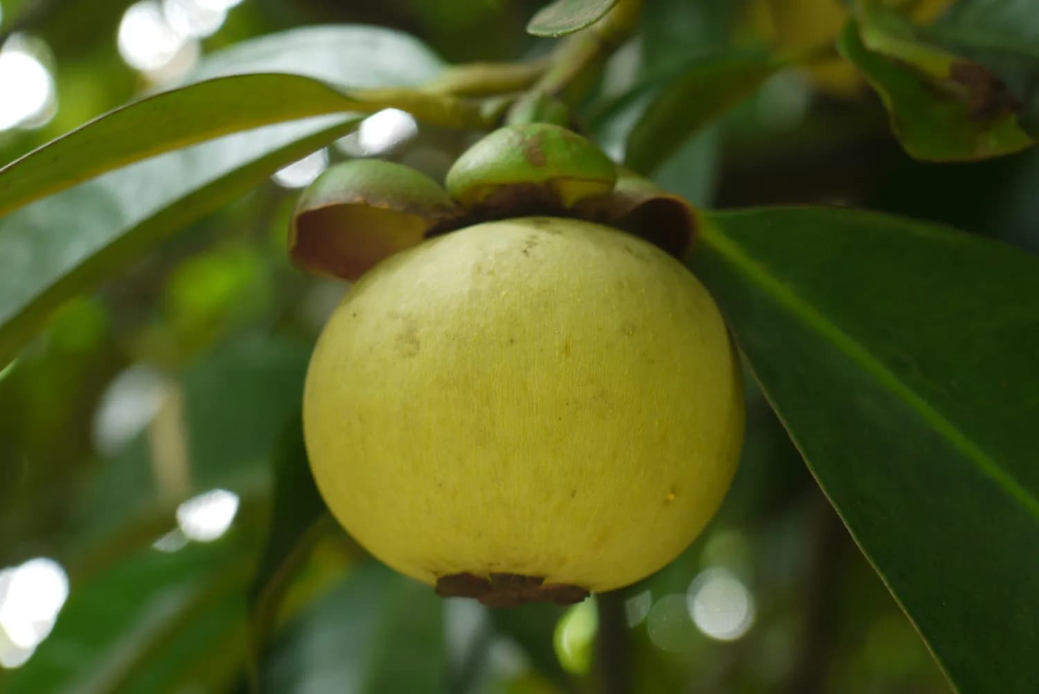 孕妇必看：油茶籽油的神奇功效