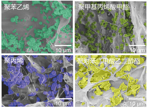 我国科研人员研制出新型全生物质纤维海绵，可去除水中99.8%微塑料
