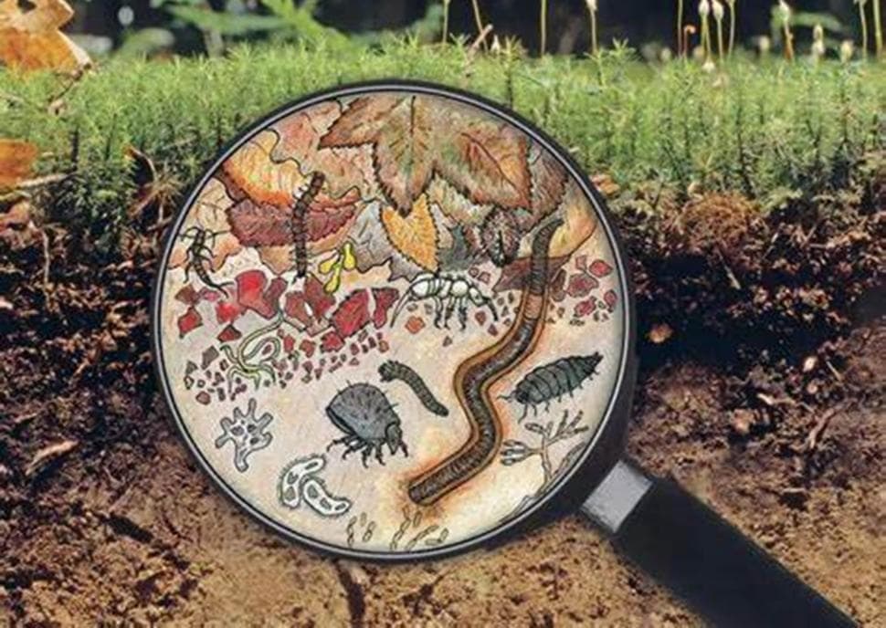 谁是地下的最强“吃货”？土壤动物食物网告诉你