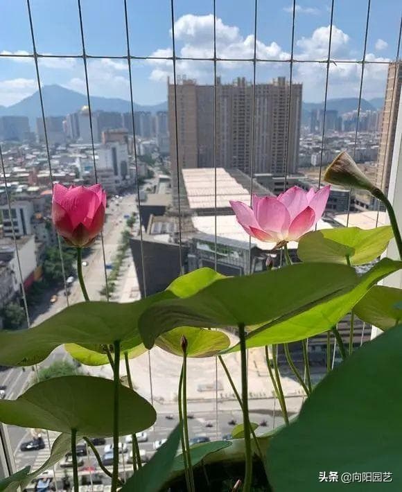 水培碗莲怎么养才能开花（手把手教你养护碗莲）
