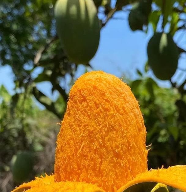 芒果生长地与生长条件（热带气候下的水果之王——芒果）