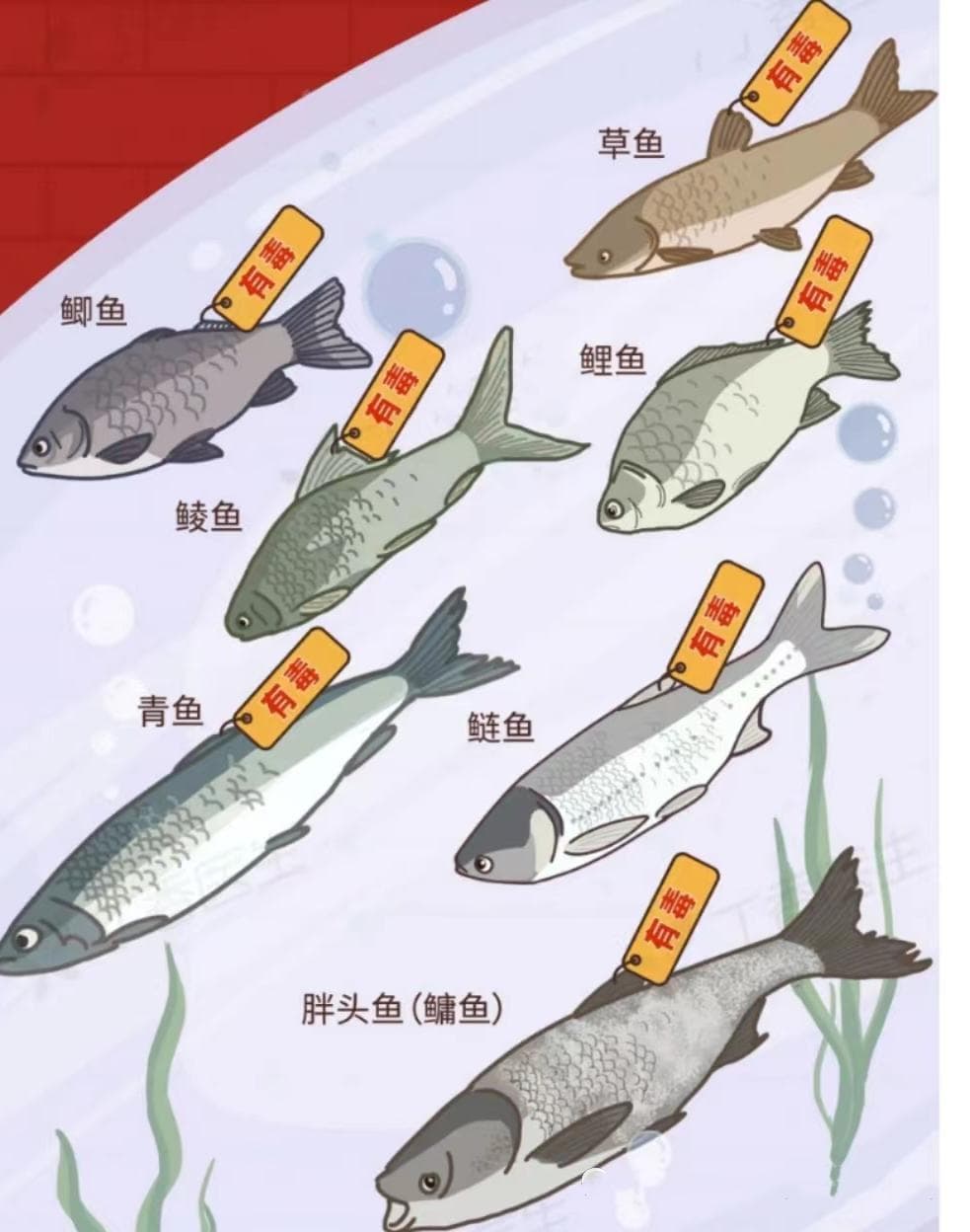 吃了那么多年鱼，这个部位竟然有毒不能吃！| 生活百科