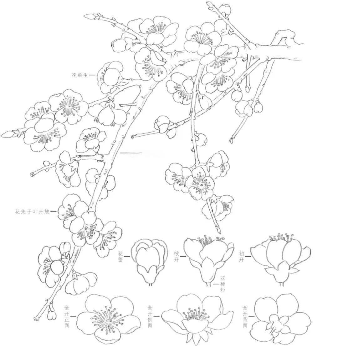 【国画教程】 白描花卉【杏花】【梨花】画法示范