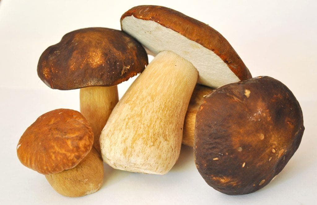 采摘蘑菇：如何识别可食用的蘑菇